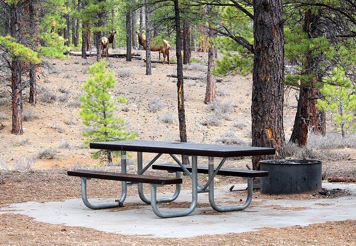 Campeggi vicino al Parco Nazionale del Bryce Canyon