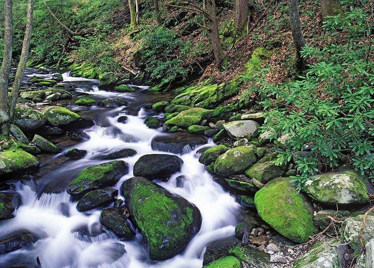 Destinazioni di Pesca a Mosca nel Tennessee