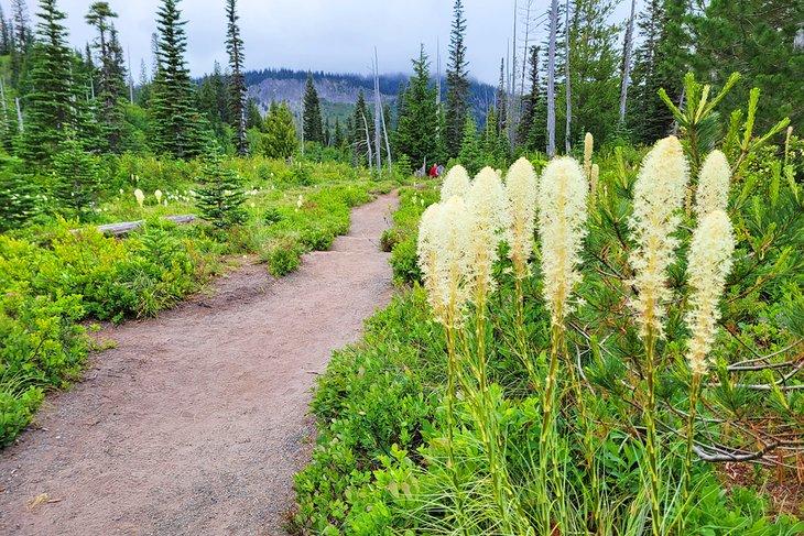 Beargrass lungo il percorso per Bench e Snow Lakes