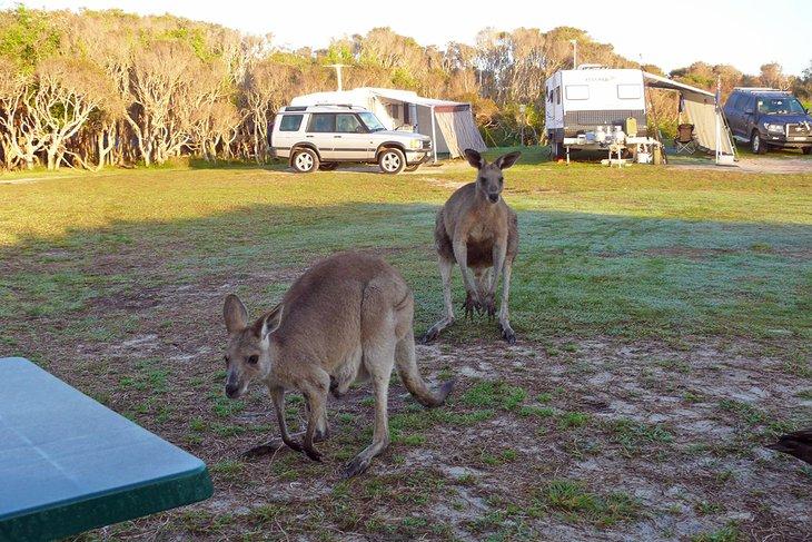 Canguri alla spiaggia di Noosa North Shore Campground